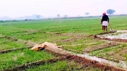 रबी फसलों की ब‍िजाई और सिंचाई को लेकर किसान चिंतित. (सांकेतिक तस्‍वीर)