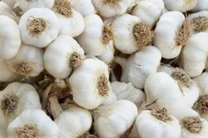 किसानों को लहसुन की खेती के लिए प्रोत्साहित कर रही योगी सरकार (Photo- Credit Kisan Tak)