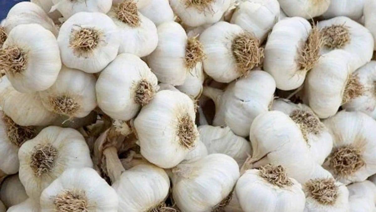 किसानों को लहसुन की खेती के लिए प्रोत्साहित कर रही योगी सरकार (Photo- Credit Kisan Tak)