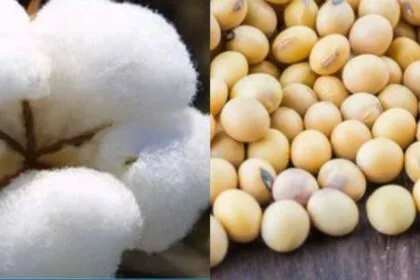 कपास और सोयाबीन