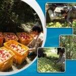 Apple yield up this year but market down, say Ghazni farmers