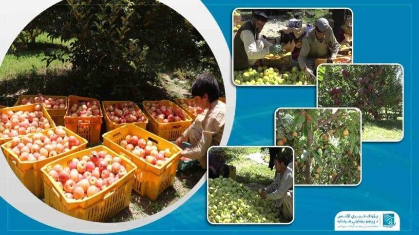 Apple yield up this year but market down, say Ghazni farmers