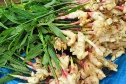अदरक की खेती में नाइट्रोजन खाद का प्रयोग