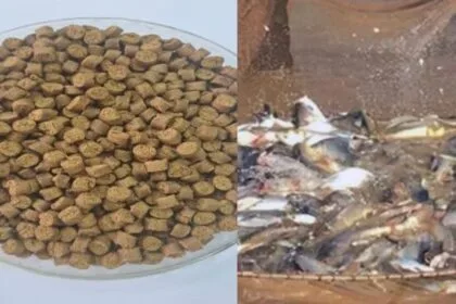 ब्लैक सोल्जर फ्लाई लार्वा से बनी फ़ि‍श फ़ीड