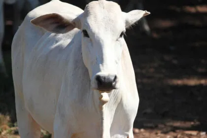 श्री अहिल्या माता गौशाला में गोपाष्टमी पर्व 9 नवंबर को