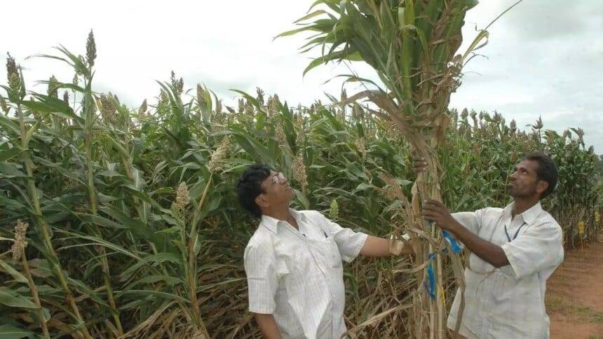 सूत्रों का कहना है कि सरकार इथेनॉल के लिए अतिरिक्त फीडस्टॉक के रूप में मीठी ज्वार पर विचार कर रही है