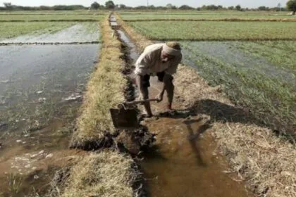 खेतों में पानी भरा रहने से किसान परेशान. (सांकेतिक तस्‍वीर)