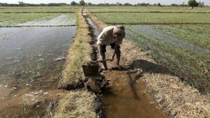 खेतों में पानी भरा रहने से किसान परेशान. (सांकेतिक तस्‍वीर)