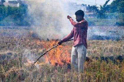 हरियाणा में पराली जलाने के मामलों में कमी (फाइल फोटो)