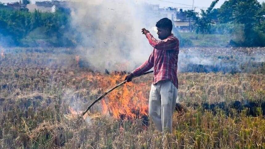 हरियाणा में पराली जलाने के मामलों में कमी (फाइल फोटो)