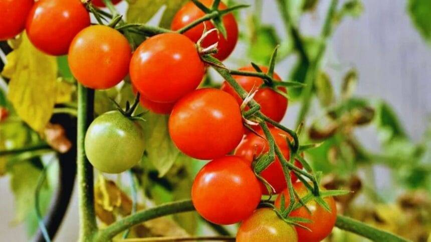टमाटर की खेती के ल‍िए वैज्ञान‍िकों ने द‍िए टिप्स.