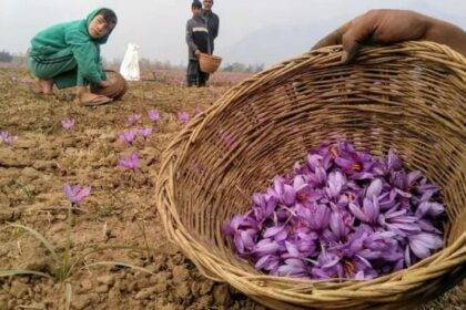 कश्‍मीर में केसर का उत्‍पादन घटा. (सांकेत‍िक तस्‍वीर)