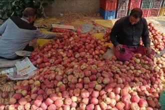 भारत में बढ़ेगा सेब का आयात