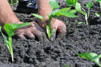 प्राकृतिक खेती से भी बढ़ सकती है बंपर कमाई