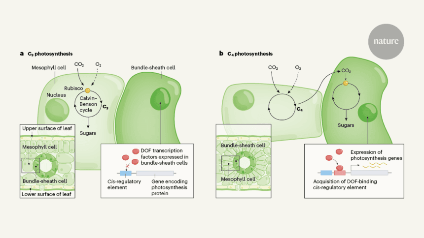 विकासवादी नवाचार फसलों में कुशल प्रकाश संश्लेषण के तरीकों का संकेत देता है