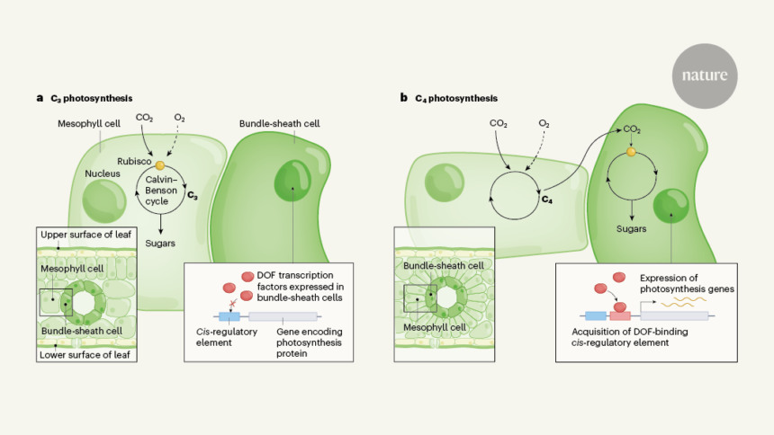 विकासवादी नवाचार फसलों में कुशल प्रकाश संश्लेषण के तरीकों का संकेत देता है