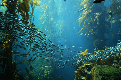 केल्प ब्लू चार वर्षों में N$3 बिलियन का निवेश करेगा - व्यवसाय