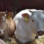 लंपी स्किन डिसीज़– 1 लाख 24 हजार से अधिक पशुओं का किया टीकाकरण