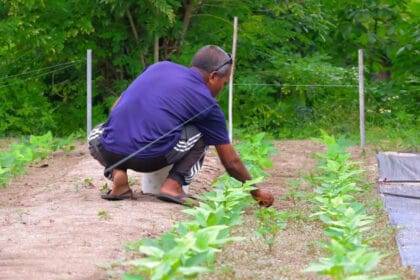 खाद्य आयात को कम करने के लक्ष्य के साथ मालदीव 2026 में कृषि आर्थिक क्षेत्र लॉन्च करेगा
