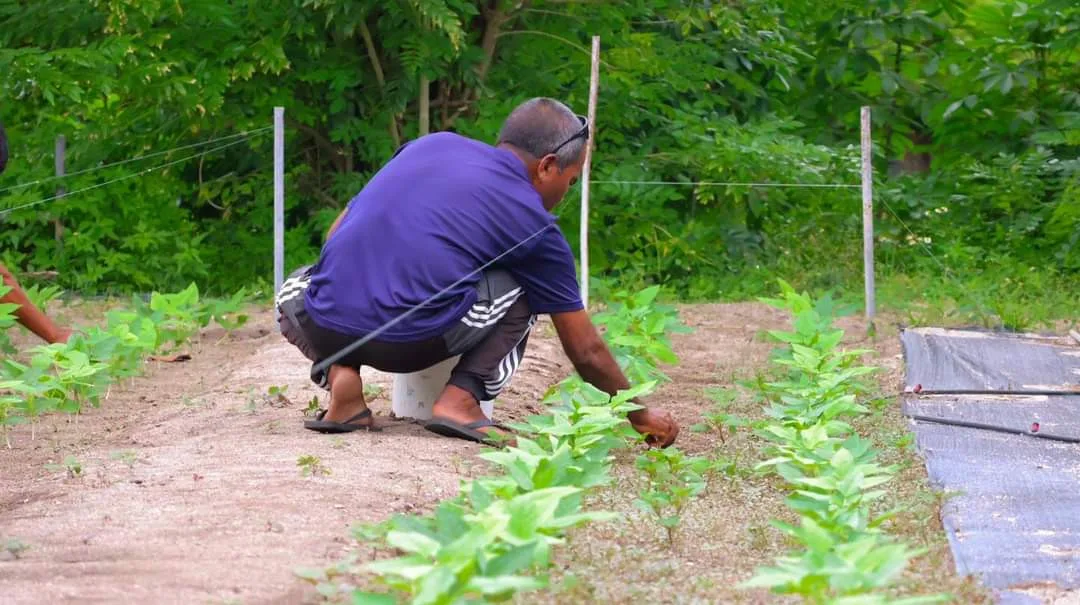खाद्य आयात को कम करने के लक्ष्य के साथ मालदीव 2026 में कृषि आर्थिक क्षेत्र लॉन्च करेगा