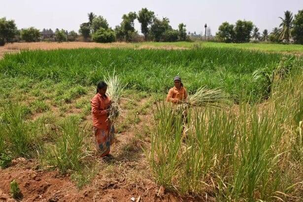 प्रबंधित कृषि भूमि एक ट्रेंडिंग भविष्य-सकारात्मक अवधारणा है: जानें क्यों