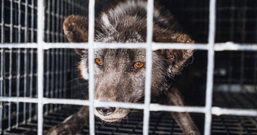 'क्रूर फर फार्मों पर मरने वाले लाखों जानवर बोल नहीं सकते - हमें उनकी आवाज बनना चाहिए' | व्यक्त टिप्पणी | टिप्पणी