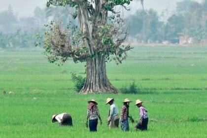 एसएसी के तहत म्यांमार का कृषि क्षेत्र: एक अनिश्चित भविष्य