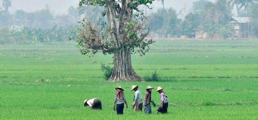 एसएसी के तहत म्यांमार का कृषि क्षेत्र: एक अनिश्चित भविष्य