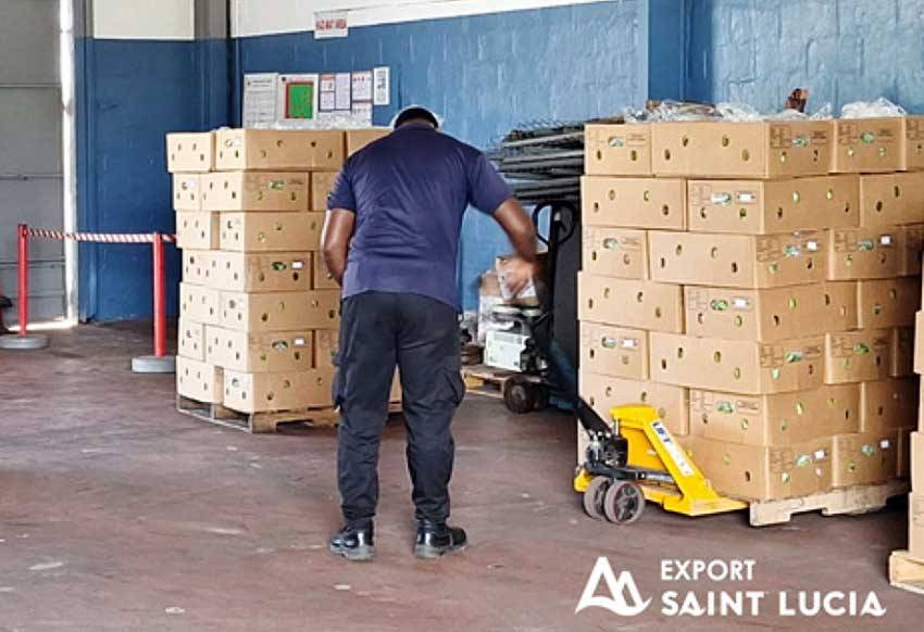 Export Saint Lucia has been pivotal in assisting farmers to distribute their produce