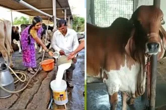 पशुओं को खाने में सरसों या मूंगफली की खली देना भी काफी अच्छा है. (Photo-Kisan Tak)