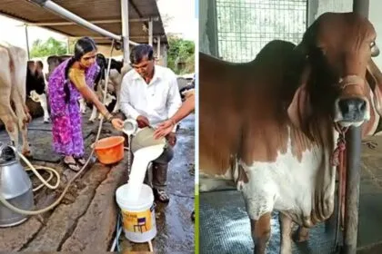 पशुओं को खाने में सरसों या मूंगफली की खली देना भी काफी अच्छा है. (Photo-Kisan Tak)