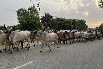 सड़क पर जातीं गाय. प्रतीकात्मक फोटो