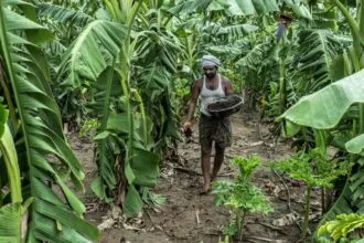 भारत में प्राकृतिक खेती, अंकुरण हो रहा है लेकिन अभी भी गहरी जड़ें विकसित हो रही हैं