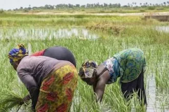 AfDB Approves $11.7m To Facilitate Access To Fertilizers For African Farmers