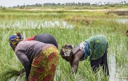 AfDB Approves $11.7m To Facilitate Access To Fertilizers For African Farmers