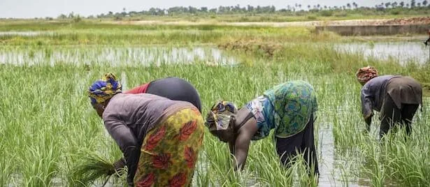 AfDB Approves $11.7m To Facilitate Access To Fertilizers For African Farmers
