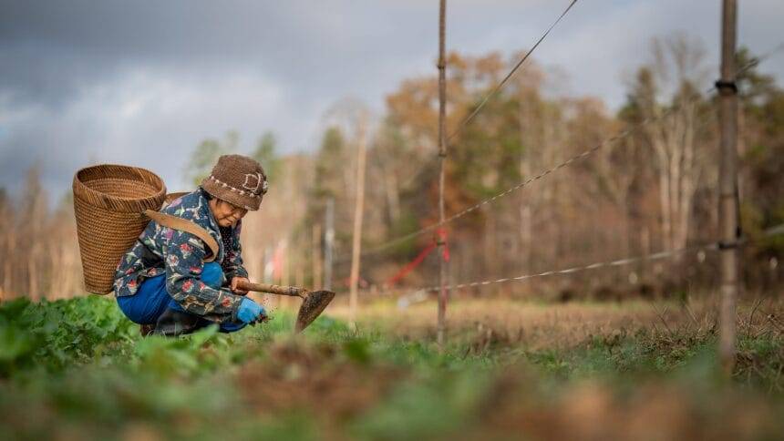 उत्तरी कैरोलिना के हमोंग किसान हेलेन के भोजन के बाद फिर से विकसित हो गए