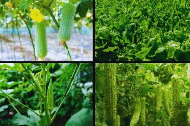 सब्जियों की खेती से किसान की बढ़ी कमाई