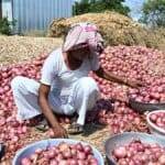 प्याज: 2 महीने के अंतराल के बाद गुजरात से निर्यात फिर शुरू