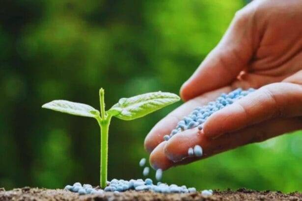 डीएपी खाद की उपलब्धता पर हरियाणा के कृषि मंत्री ने दिया जवाब