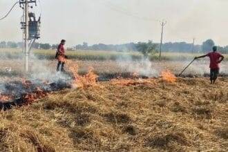 दिल्‍ली के वायु प्रदूषण में पराली का बहुत कम योगदान है. (फाइल फोटो)