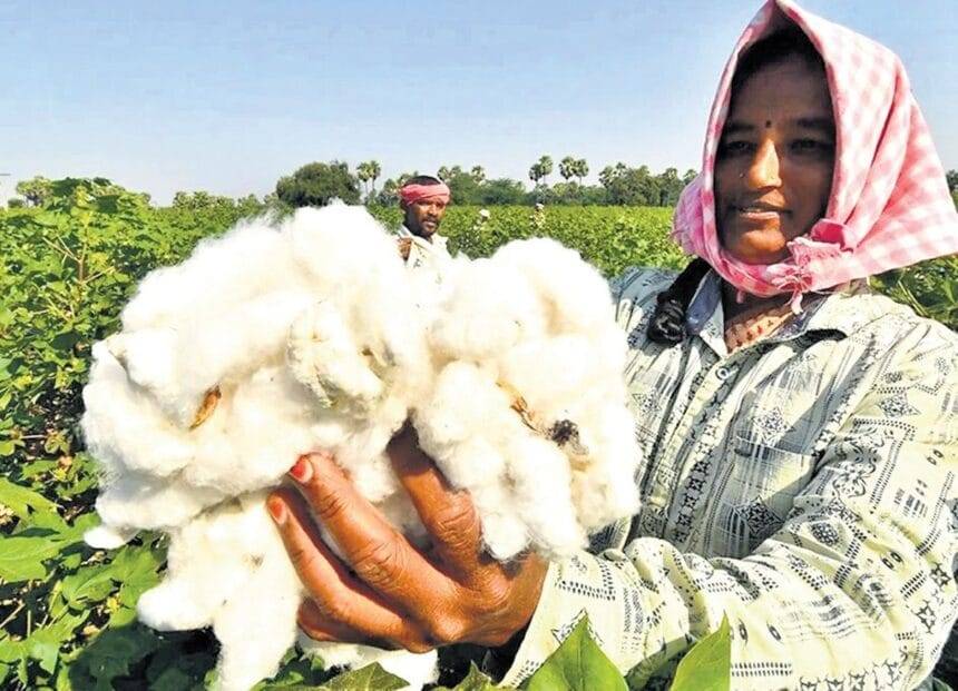 विपक्ष ने कपास को महा मुद्दा बनाया, आयात पर प्रतिबंध लगाने की मांग की