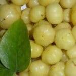 Amla plant online order get it cheap rates many government organizations are selling ऑनलाइन ऑर्डर कर सस्ते में ले आंवले का पौधा, कई सरकारी संस्था सस्ते में बेच रहीं पौधा