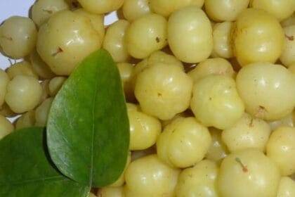 Amla plant online order get it cheap rates many government organizations are selling ऑनलाइन ऑर्डर कर सस्ते में ले आंवले का पौधा, कई सरकारी संस्था सस्ते में बेच रहीं पौधा