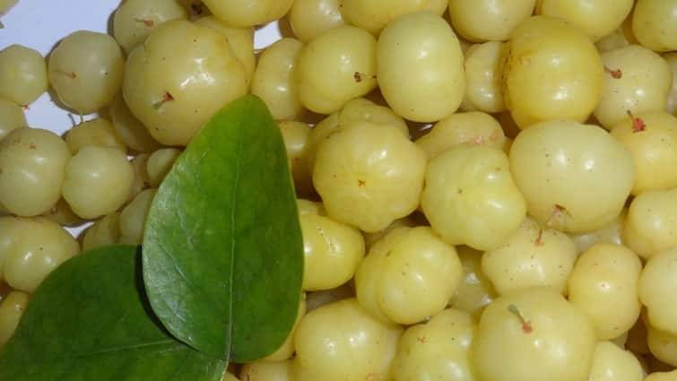 Amla plant online order get it cheap rates many government organizations are selling ऑनलाइन ऑर्डर कर सस्ते में ले आंवले का पौधा, कई सरकारी संस्था सस्ते में बेच रहीं पौधा