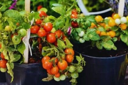 PHOTOS: Grow cherry tomatoes in pots using this method, one plant will yield 3 to 5 kg.