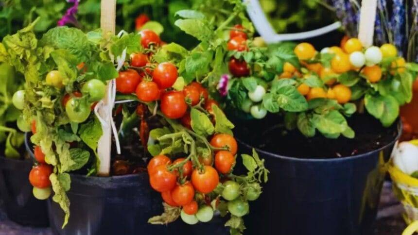 PHOTOS: Grow cherry tomatoes in pots using this method, one plant will yield 3 to 5 kg.