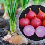 PHOTOS: How many onion plants will be planted in one hectare, how much fertilizer will be required?