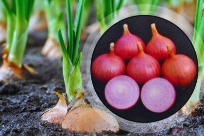 PHOTOS: How many onion plants will be planted in one hectare, how much fertilizer will be required?