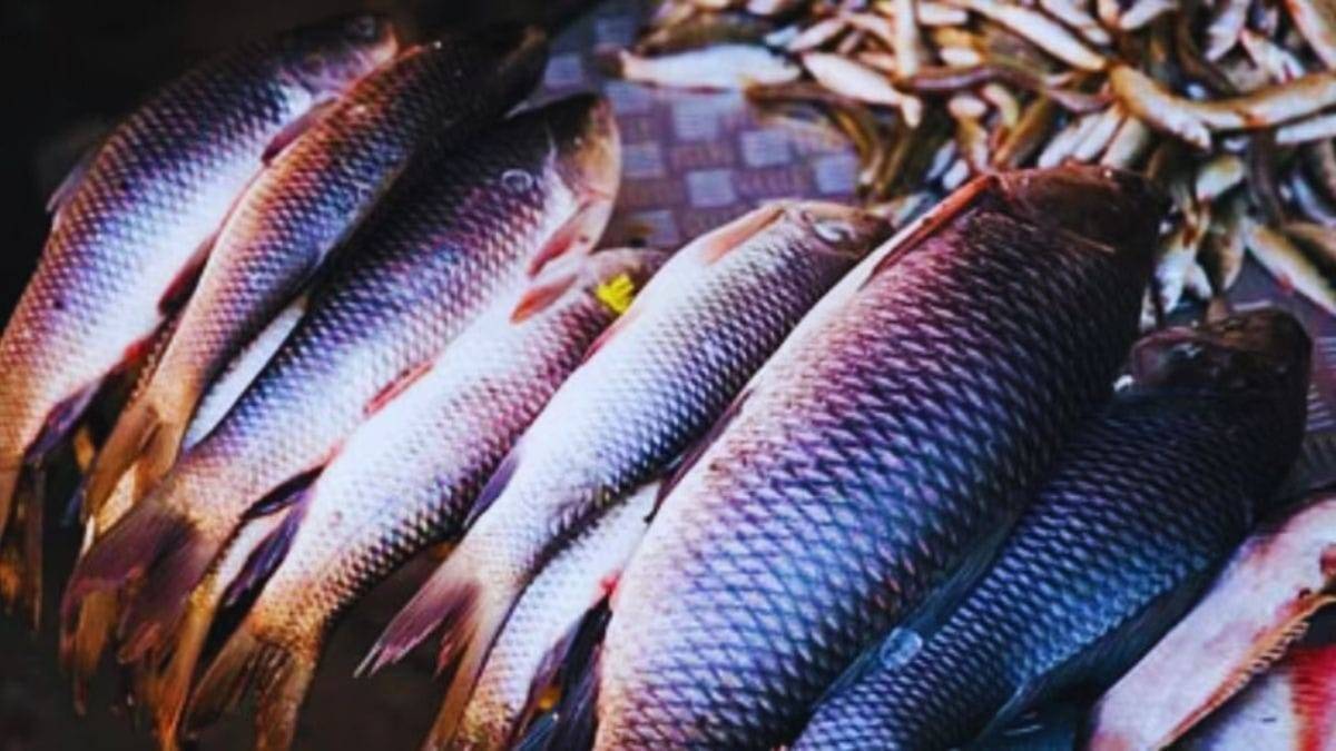 PHOTOS: Now fishes will be prepared with AI, will remain fresh for many days